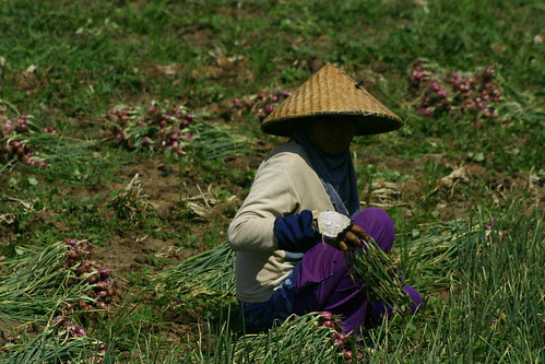 bawang merah Sumbawa