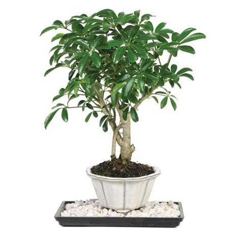 brussels bonsai dwarf hawaiian umbrella tree indoor dt
