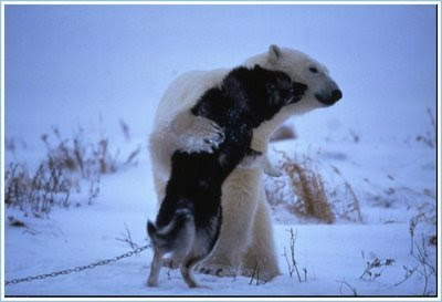 Polar3_2