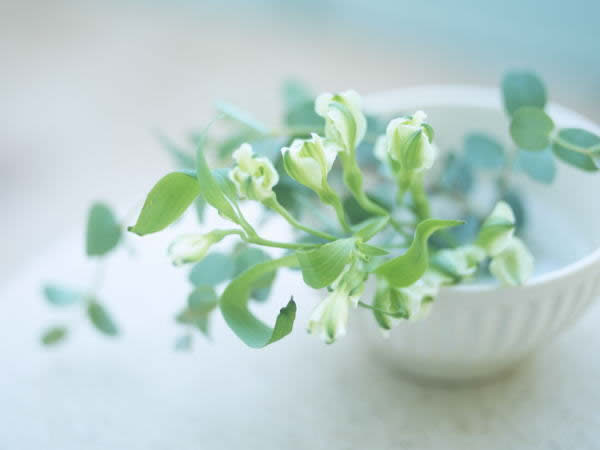 １２月２日 ユーカリ Eucalyptus ３６６日への旅 誕生花編 今日は誕生花