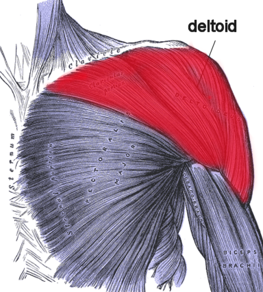 XO Fitness » Blog Archive Best Shoulder Exercises - XO Fitness