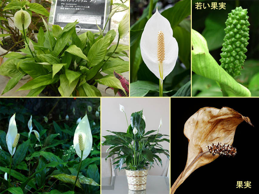 野山の草花 木々の花 植物検索図鑑 スパティフィラム