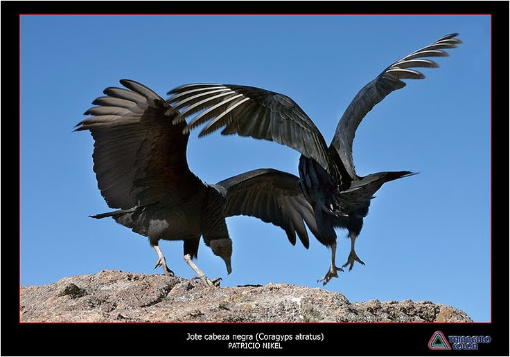 Jote Cabeza Negra ( Coragyps atratus )