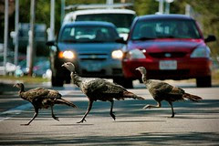 To get to the other side