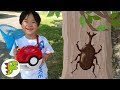 【ベストコレクション】 ポケモン カブトムシ 213188-ポケモン カブトムシみたい