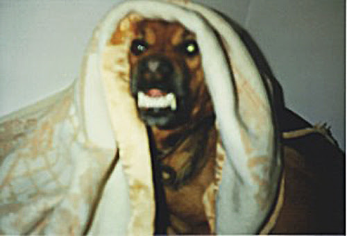 Lettera al mio cane Edgardo « Il Cofanetto Magicomargin-right ...