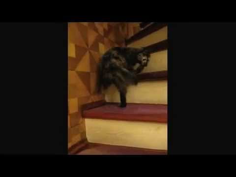 video de un gato subiendo escaleras dando vueltas