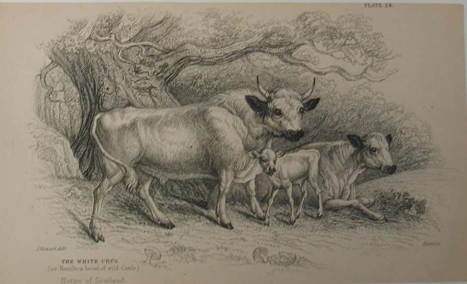 Antique Print - Note the Horned Bull and the Polled Cow