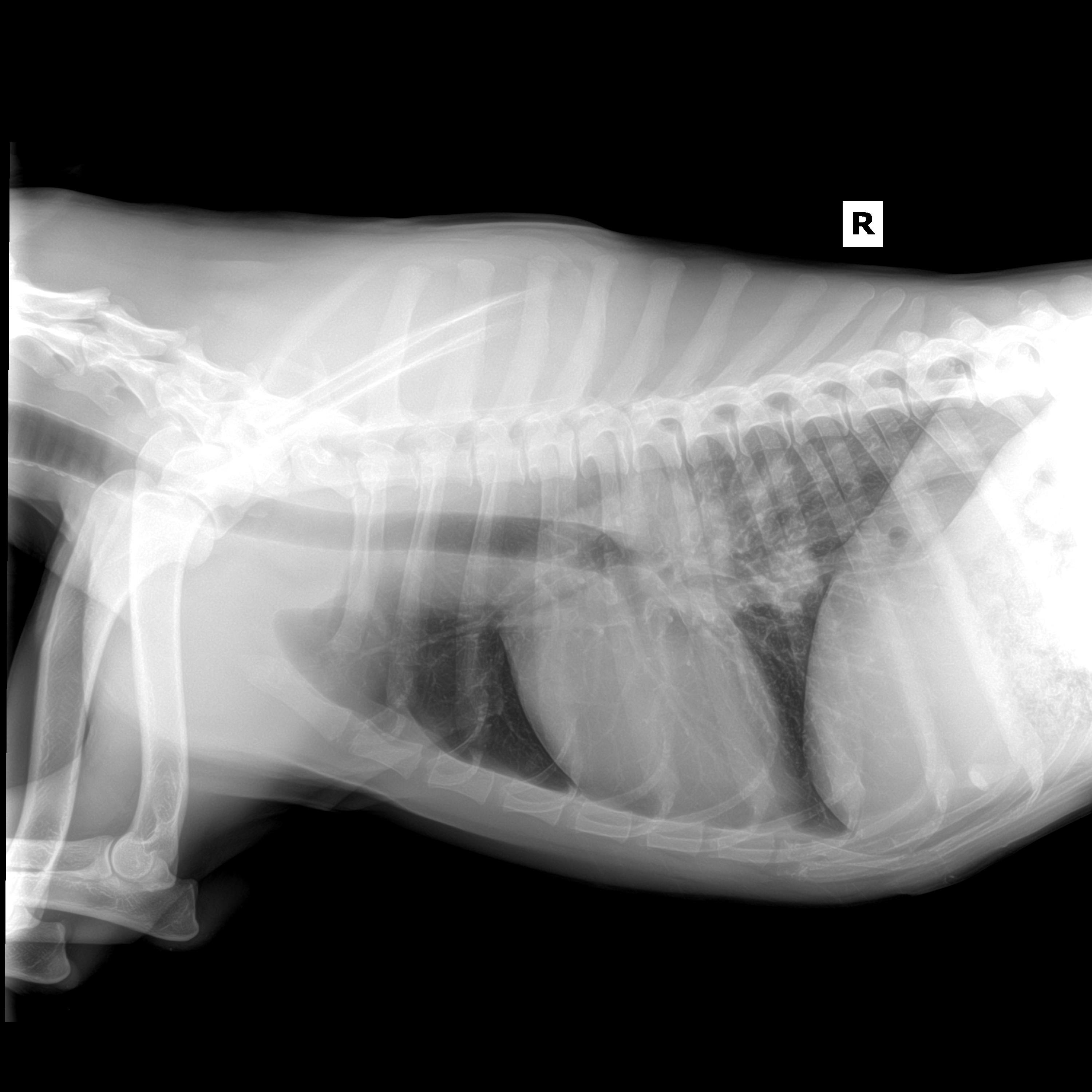 Case study pyometra