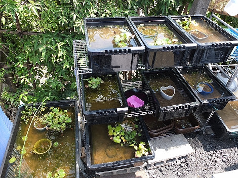 今年のメダカ飼育環境が整いました メダカ飼育始めました メダカ飼育のブログ