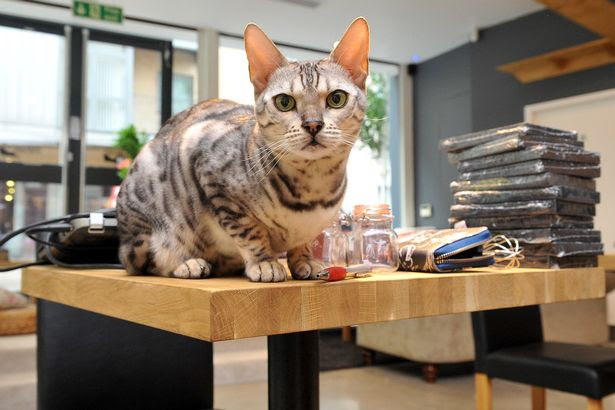  Manchester  s first cat  cafe  targeted in arson attack 