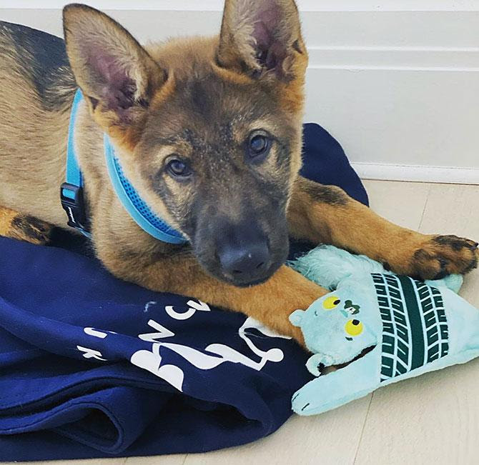 Have you met Priyanka's new dog Gino Jonas? - Rediff.com ...
