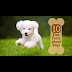 Fun Trivia Questions About Dogs - Quick question [ wild birds: