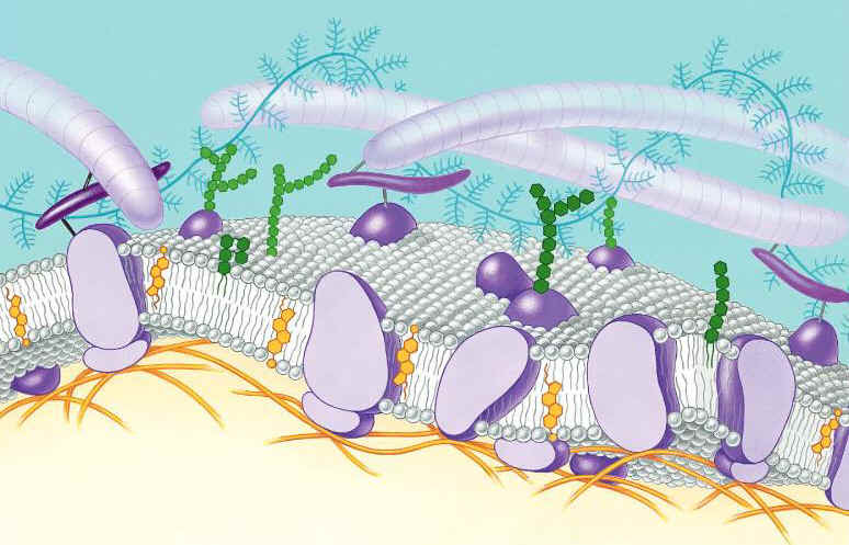 Cell Membrane Ppt Qs Bi Biology Junction