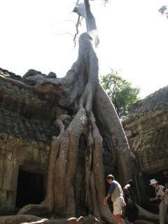 tomb raider tree