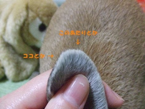 お耳の換毛 うさぎとかめ ユズ日和