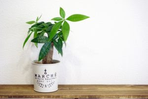 パキラの寿命はどれくらい 幹を太くするには 長く美しく育てる方法