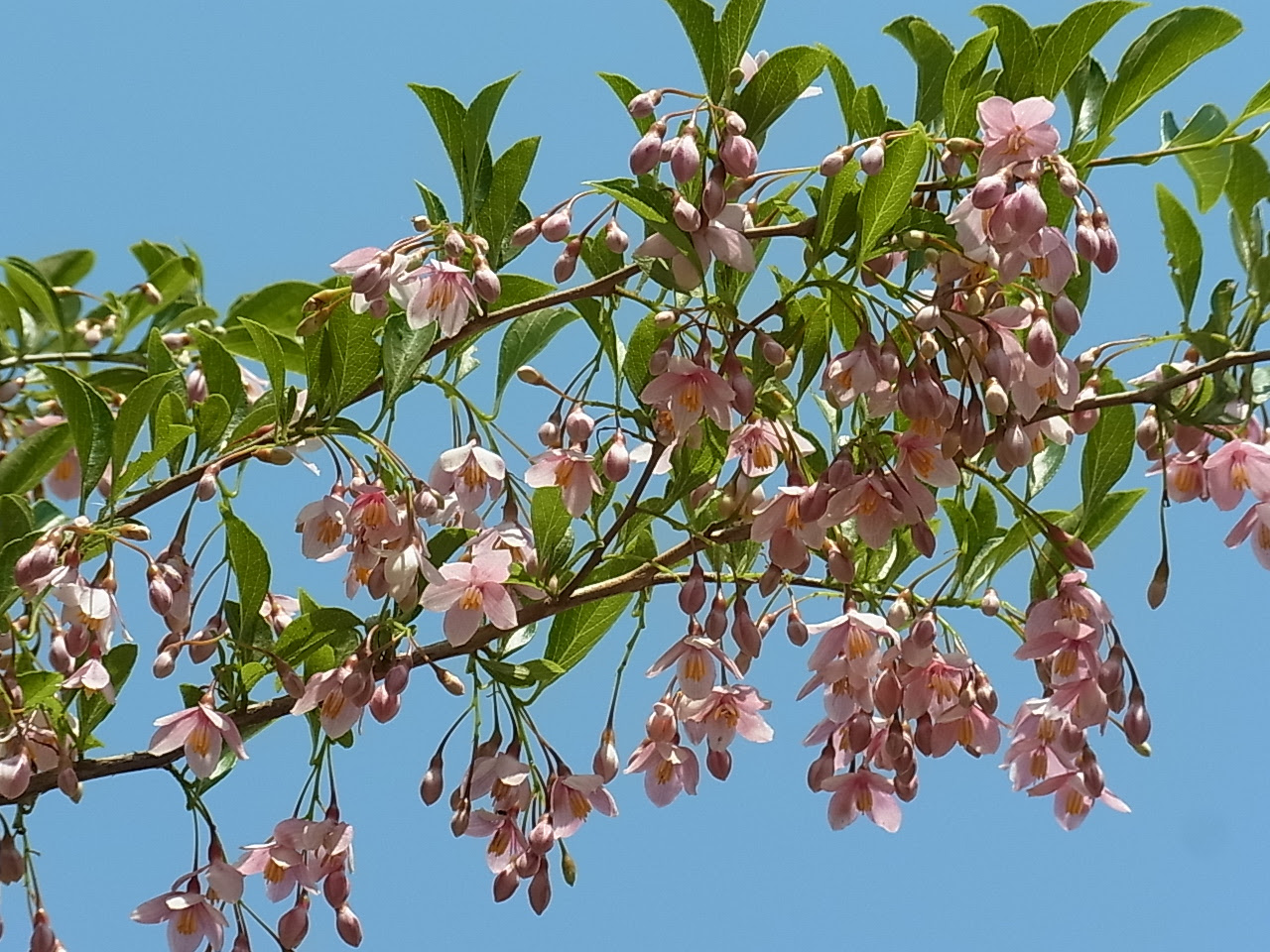 エゴノキの園芸品種 ベニバナエゴノキ ピンクチャイムス 樹木好き I Love Trees