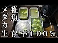 [10000ダウンロード済み√] ���ダカ 赤ちゃん 育て方 233340-メダカ 赤ちゃん 育て方