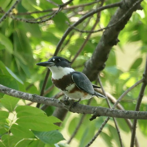 Kingfisher