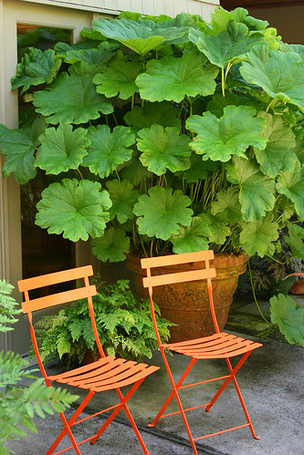 darmera peltata in a pot