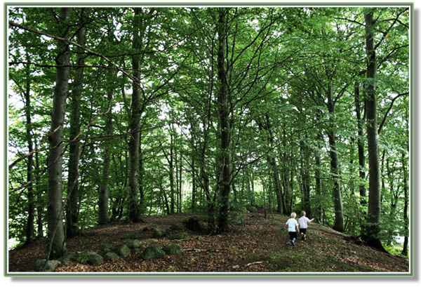 Walk_in_the_forest, nature, trees, children