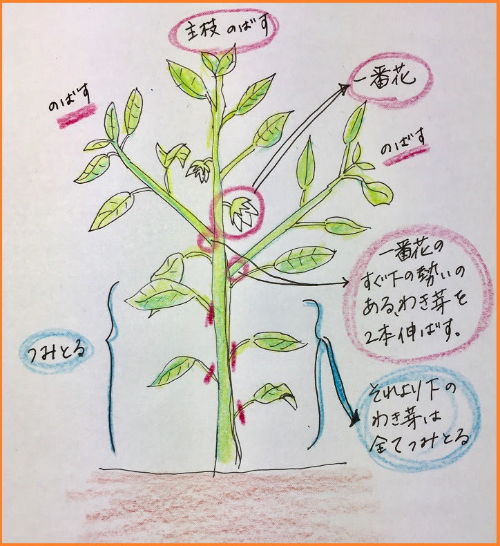 ピーマンの４つの手入れ方法 支柱の立て方やわき芽かき 肥料や水やりについて ずぼら主婦の家庭菜園ブログ