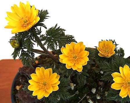 1日 福寿草 花の図書館