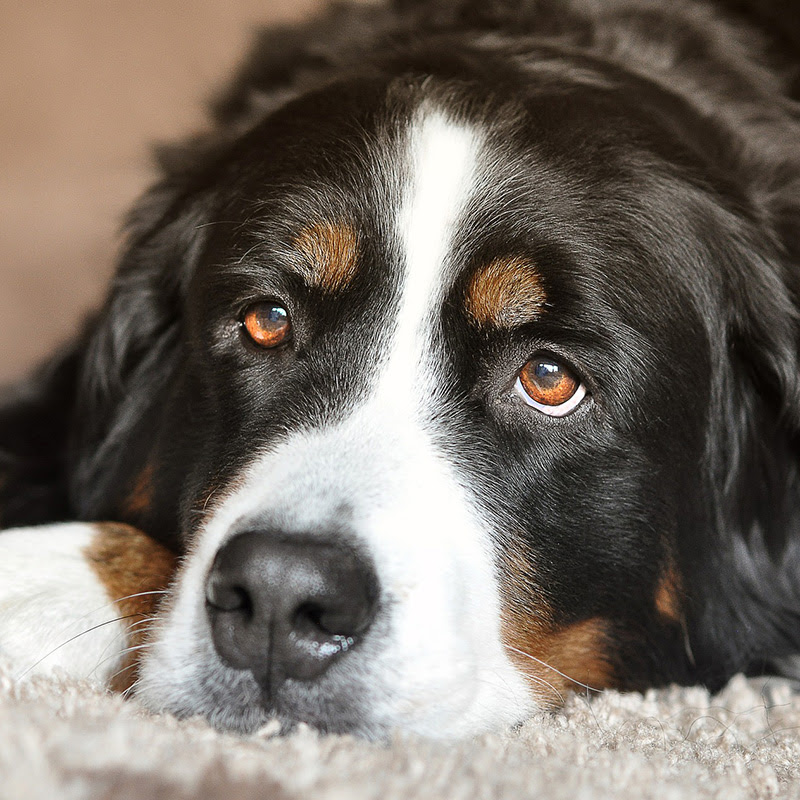犬の視力は意外に悪く 色の見え方も違うって本当 犬から見た世界はこんな感じ