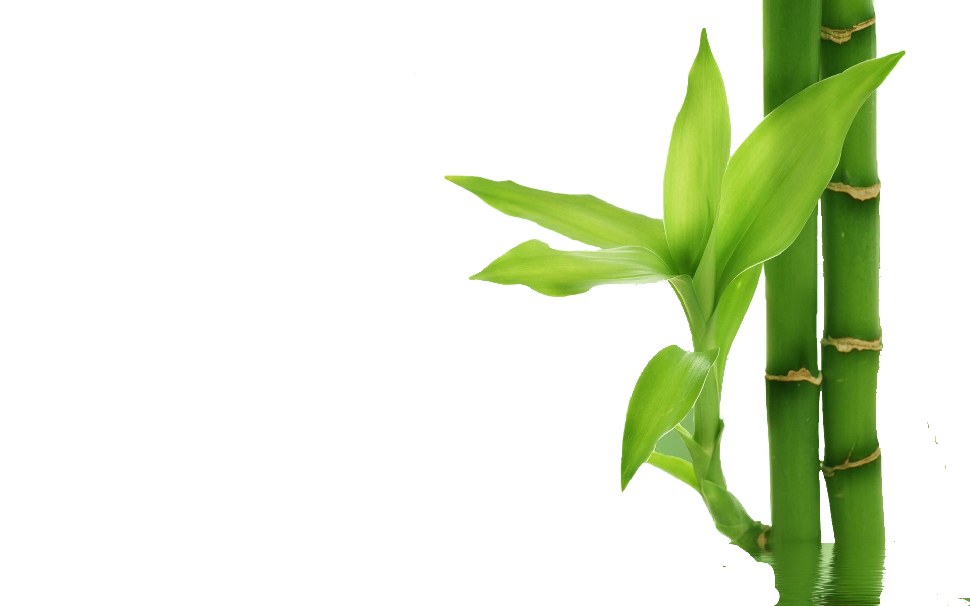 Bamboo PNG images free download Bamboo PNG images free download