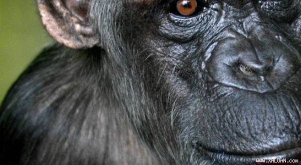 Gian nan tìm cách phòng ngừa virus Ebola cho họ hàng của chúng ta