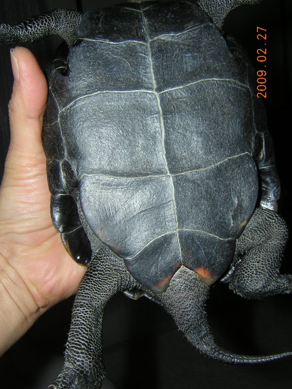 しっぽの形それぞれ カメロク