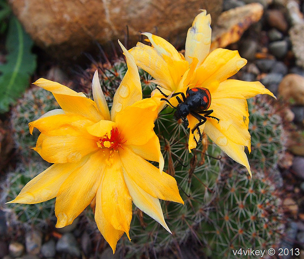 Yellow Color Flower with Beetel