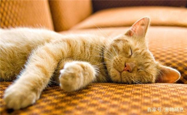 猫咪有下面5种表现时 代表它把你当主人了 猫咪 主人 你家 新浪新闻