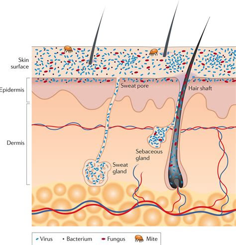 olfactics  olfactory diagnostics body odor  skin