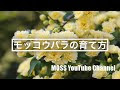 √70以上 モッコウバラ 鉢��え 育て方 334684-モッコウ��ラ 鉢植え 育て方