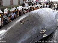 whale hunting facts. A dead whale with Japanese