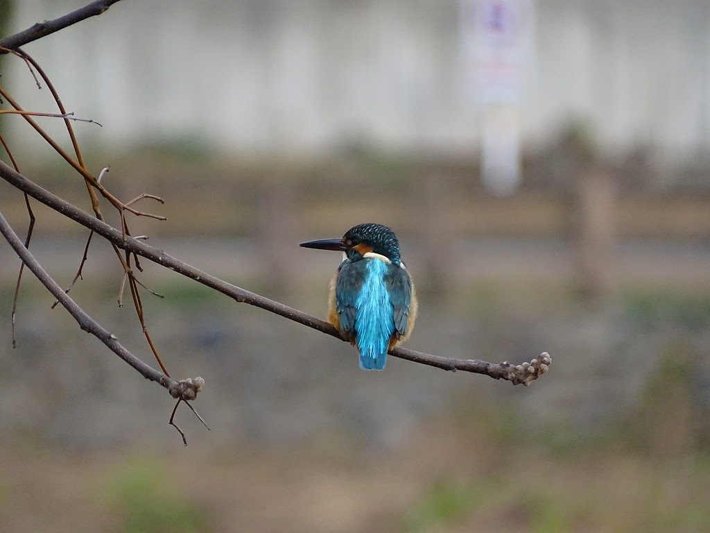冬のカワセミ 公式 水前寺江津湖公園 熊本市の公園 公式 水前寺江津湖公園 熊本市の公園