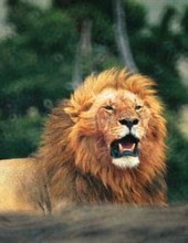Lion rugissant