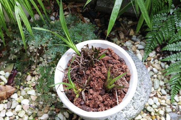 シンビジューム 植え替えた 植物あれこれ