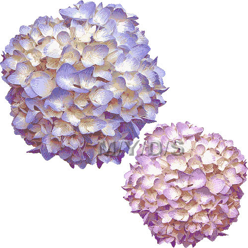 紫陽花の花 アジサイの花のイラスト 条件付フリー素材集