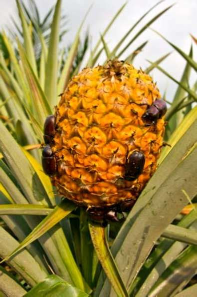 Tropical garden plant tour florida keys / outdoor orchids houseplants succulents cactus. CÃ³mo lidiar con problemas de piÃ±a: manejo de plagas y