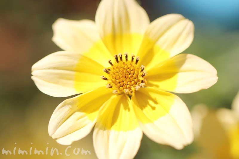ウインターコスモス ビデンス の花の写真 花言葉 名前の由来 みみみんブログ