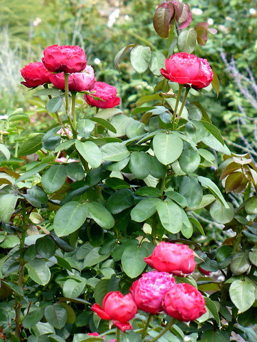 P1010994