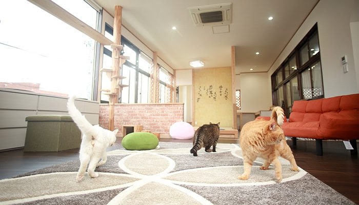 高齢猫専門 移住受入施設｜ちびママの家
