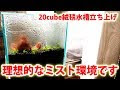 【印刷可能】 水草 ミスト式 冬 248406