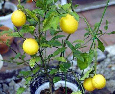 レモンの育て方 鉢植え 春の花だけ結実させて立派な実に