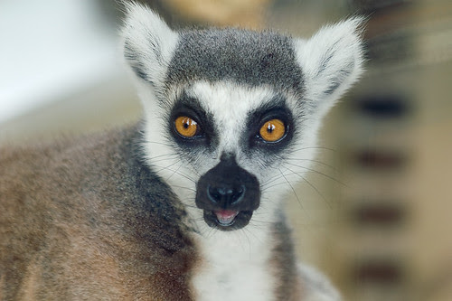 Lemur