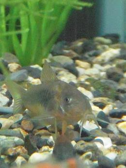 赤いコリドラス 出目金魚ぶろぐ 楽天ブログ