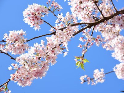 鎌倉紀行 3月の鎌倉おすすめ 梅 河津桜 花見など